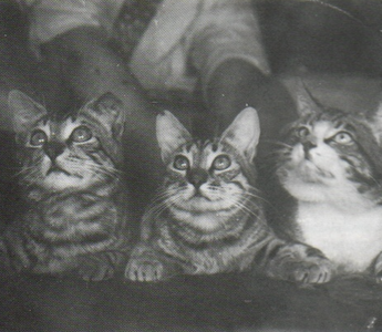 Pottenger s Cats What Can We Learn About Human Nutrition From a Study on Cats Nutrition Diagnostics