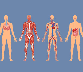 How Does Mercury Toxicity Affect The Body?