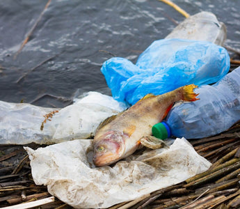 Is it Safe to Eat Seafood? The Dangers of Mercury